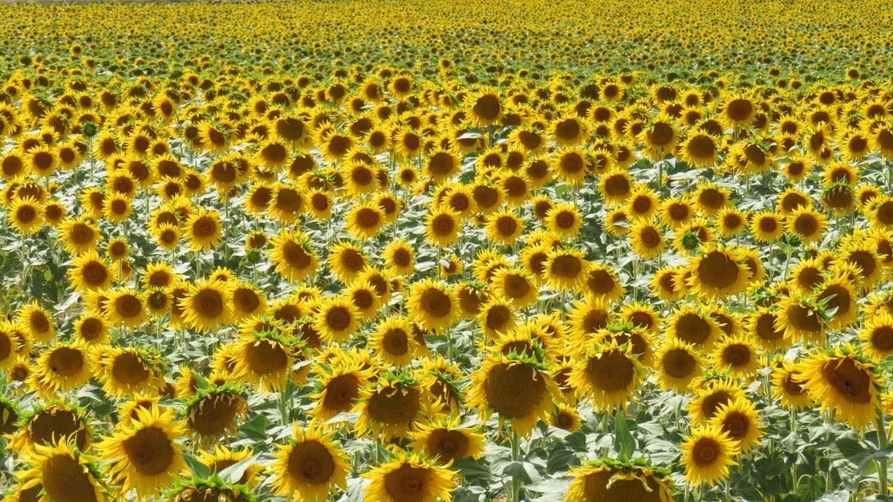 Nature'S Pace Holidays Montmaur  Ngoại thất bức ảnh